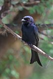 Fork-tailed Drongo